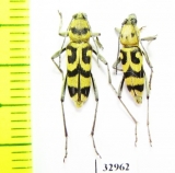 Chlorophorus varius  Russia, Ryazan reg. - INSECTS-STORE.RU