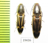 Elateridae sp.  Argentina - INSECTS-STORE.RU