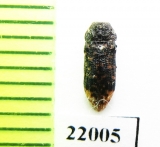 Buprestidae sp.  Zambia - INSECTS-STORE.RU