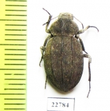 Tenebrionidae sp.  South Africa Rep. - INSECTS-STORE.RU