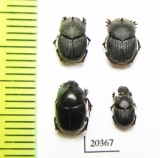 Onthophagus sp.  Namibia - INSECTS-STORE.RU