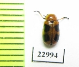 Chrysomelidae sp.  South Africa Rep. - INSECTS-STORE.RU