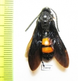 Scoliidae sp., male  Mexico - INSECTS-STORE.RU