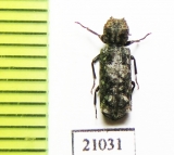 Bostrichidae sp.  Zambia - INSECTS-STORE.RU