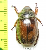 Rutelinae sp.  Madagascar - INSECTS-STORE.RU