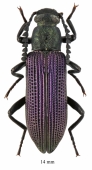 Tenebrionidae sp.  South Africa Rep.  14mm - INSECTS-STORE.RU