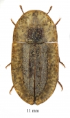 Cossyphus sp.  South Africa Rep.  11mm - INSECTS-STORE.RU