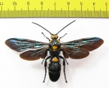 Megascolia procer  Indonesia, Java  72mm - INSECTS-STORE.RU