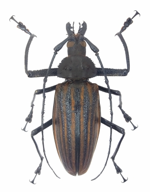 Xixuthrus heros, pair  Fiji  125/108mm - INSECTS-STORE.RU