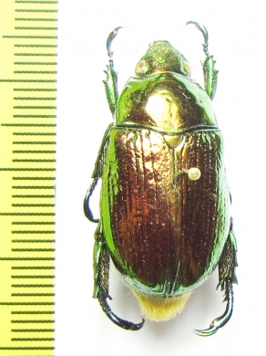 Pelidnota chameleon  French Guiana - INSECTS-STORE.RU