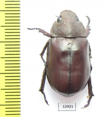 Spodochlamys sp.  Panama - INSECTS-STORE.RU