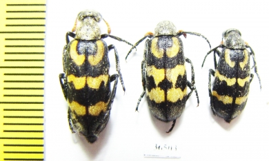 Meloidae sp.  South Africa Rep. - INSECTS-STORE.RU