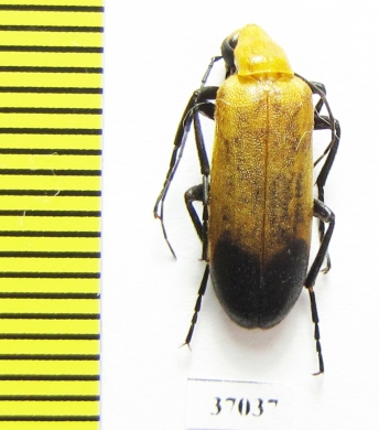 Meloidae sp.  South Africa Rep. - INSECTS-STORE.RU