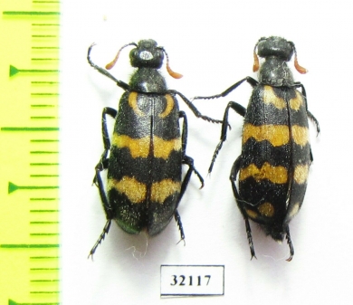 Meloidae sp.  South Africa Rep. - INSECTS-STORE.RU