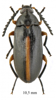 Tenebrionidae sp.  South Africa Rep.  10,5mm - INSECTS-STORE.RU