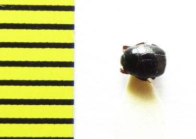 Gnathoncus buyssoni  Russia, Tver reg. - INSECTS-STORE.RU