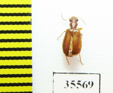 Carabidae sp.  Mexico - INSECTS-STORE.RU