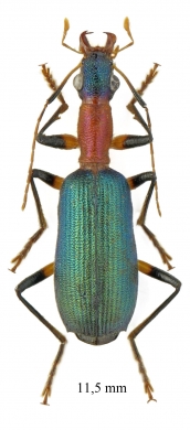 Drypta sp.  South Africa Rep. 11,5mm - INSECTS-STORE.RU