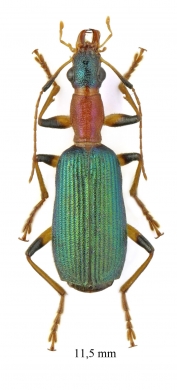 Drypta sp.  South Africa Rep. 11,5mm - INSECTS-STORE.RU