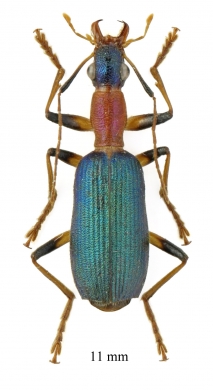 Drypta sp.  South Africa Rep. 11mm - INSECTS-STORE.RU