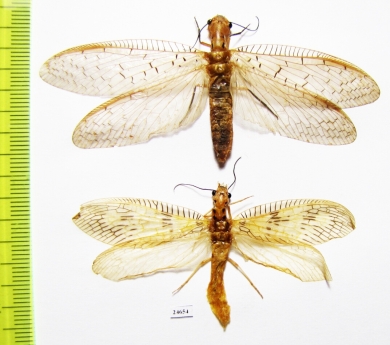 Megaloptera sp.  Indonesia, Kalimantan - INSECTS-STORE.RU