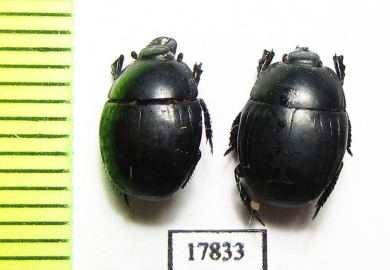 Histeridae sp.  South Africa Rep. - INSECTS-STORE.RU