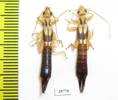 Dermaptera sp.  Tanzania - INSECTS-STORE.RU