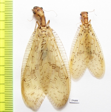 Megaloptera sp., pair  Panama - INSECTS-STORE.RU