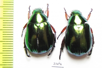 Rutelinae sp.  Vietnam - INSECTS-STORE.RU