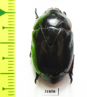 Rutelinae sp.  Panama - INSECTS-STORE.RU