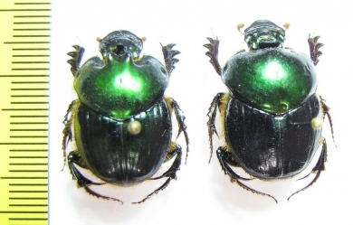 Helictopleurus giganteus, pair  Madagascar - INSECTS-STORE.RU