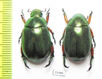 Rutelinae sp.  Indonesia, Sumatra - INSECTS-STORE.RU