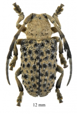 Gasponia gaujani penicillata  South Africa Rep. 12mm - INSECTS-STORE.RU