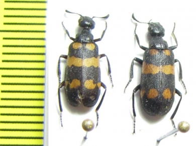 Meloidae sp.  Namibia - INSECTS-STORE.RU