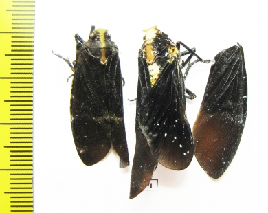 Homoptera sp.  Ecuador - INSECTS-STORE.RU