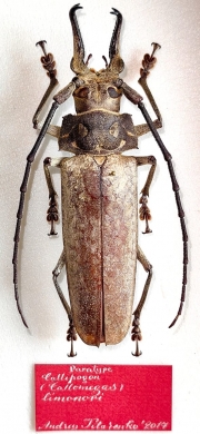 Callipogon limonovi, male  Dominican Republic 90mm  PARATYPUS - INSECTS-STORE.RU