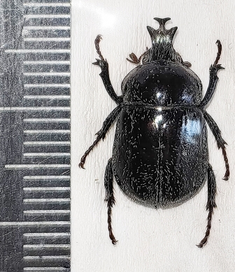 Chalcasthenes squamigerus  Solomon isls. - INSECTS-STORE.RU