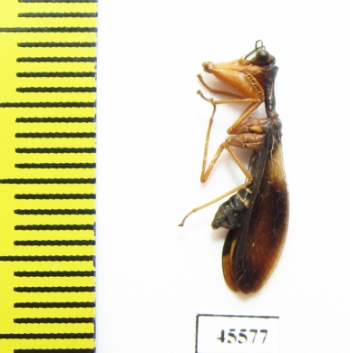 Mantispidae sp.  South Africa Rep. - INSECTS-STORE.RU