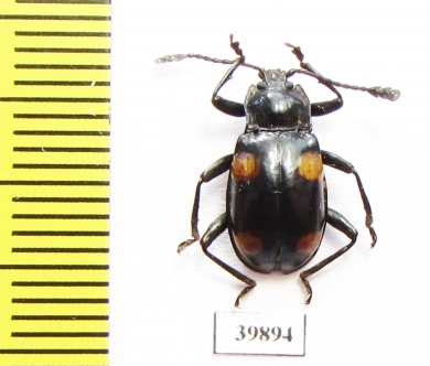 Endomychidae sp.  Philippines - INSECTS-STORE.RU