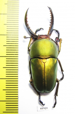 Lamprima adolphinae  Indonesia, Papua  38mm - INSECTS-STORE.RU