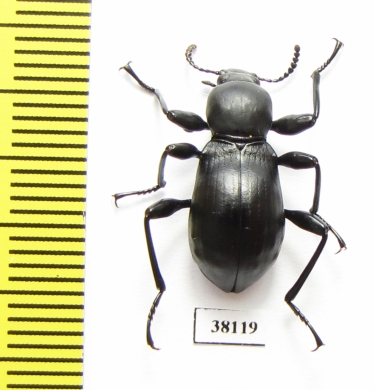 Gebienella sp.  Malaysia - INSECTS-STORE.RU