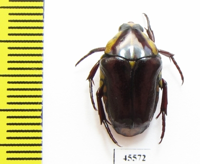 Cremastocheilini, Campsiura sp.  South Africa Rep. - INSECTS-STORE.RU