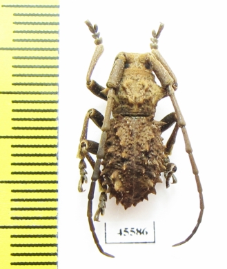 Cerambycidae sp.  South Africa Rep. - INSECTS-STORE.RU