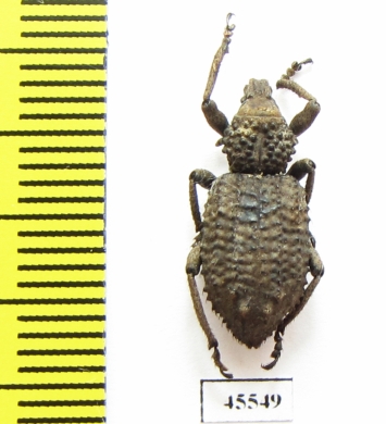 Curculionidae sp.  South Africa Rep. - INSECTS-STORE.RU
