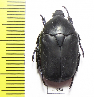 Protaetia cretica  Greece, Crete - INSECTS-STORE.RU