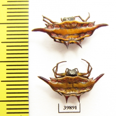 Arachnida sp.  Indonesia, Java - INSECTS-STORE.RU