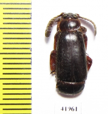 Paussinae sp.  South Africa Rep. - INSECTS-STORE.RU