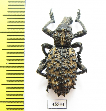 Curculionidae sp.  South Africa Rep. - INSECTS-STORE.RU