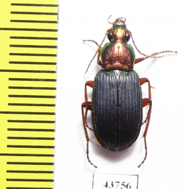 Chlaenius sp.  Tajikistan - INSECTS-STORE.RU