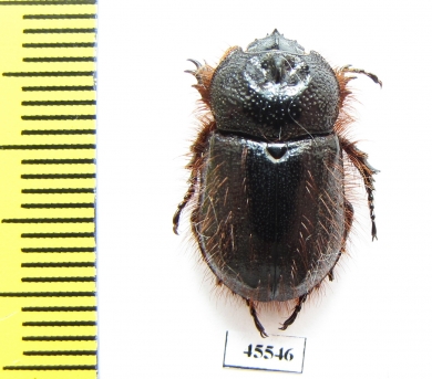 Dynastinae sp.  South Africa Rep. - INSECTS-STORE.RU